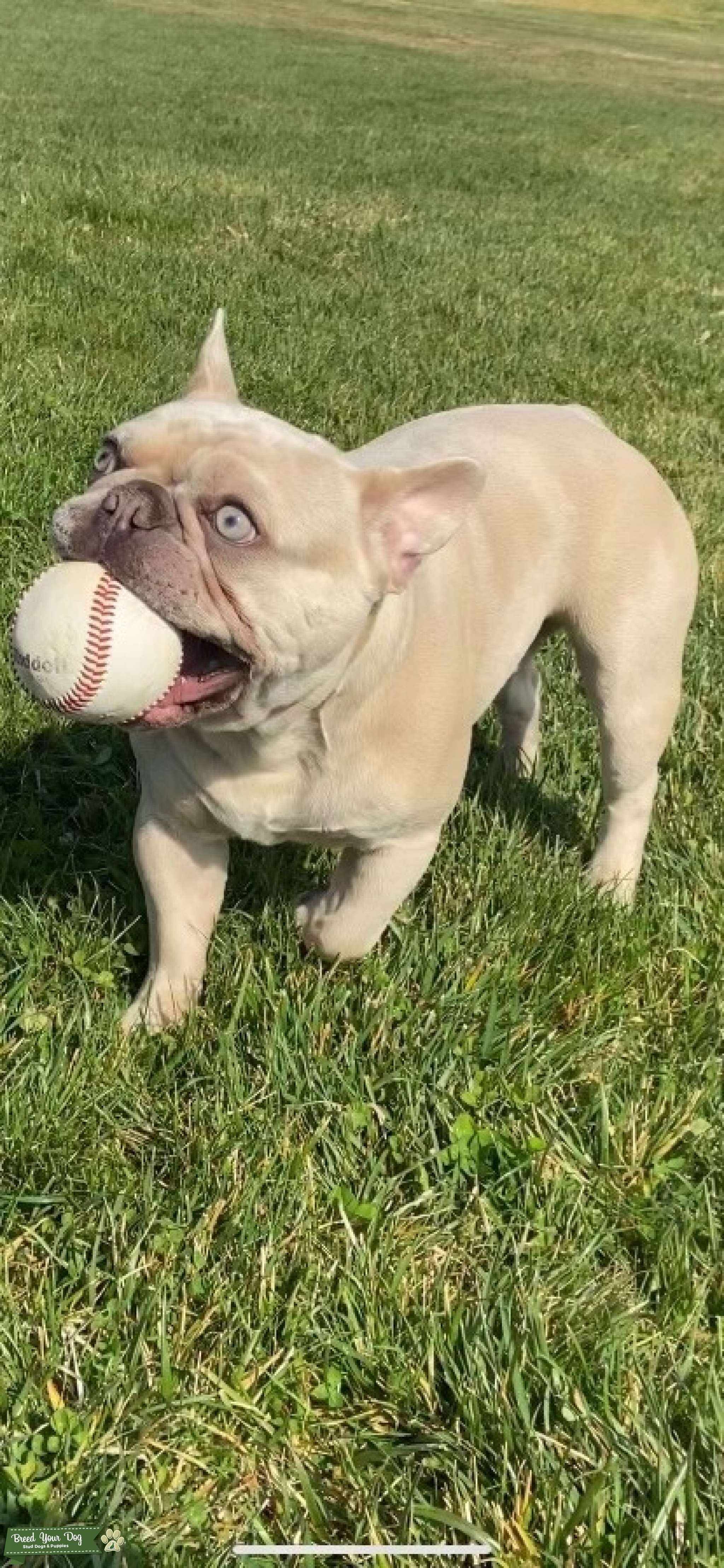 French Bulldog Stud Stud Dog in CALIFORNIA, the United States Breed