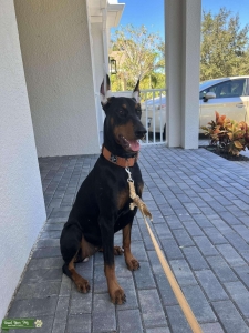 Female Doberman looking for Stud  Listing Image