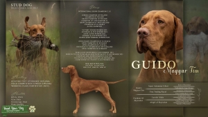 Magyar Vizsla Stud Dog Listing Image