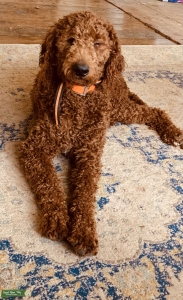 AKC Red Standard Poodle Listing Image