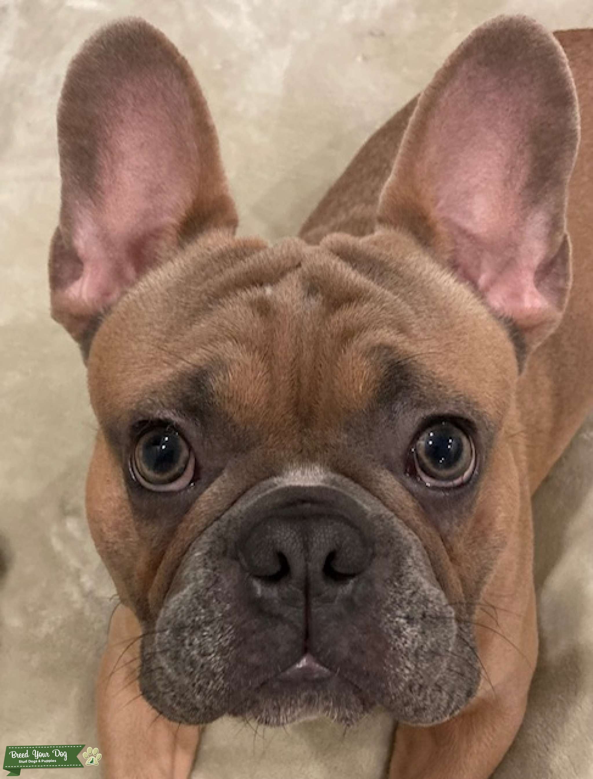 BLUE FAWN FRENCHIE Stud Dog Los Angeles County Breed Your Dog