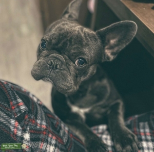 Blue French Bulldog Stud Listing Image