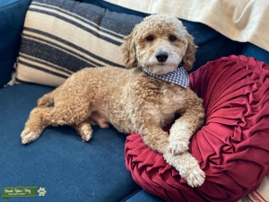 Proven Stud - Mini Poodle Listing Image