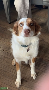 Red Merle Australian Shepherd  Listing Image