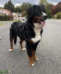 Bernese Mountain Dog Listing Image