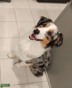 AKC Blue Merle Aussie Stud Listing Image