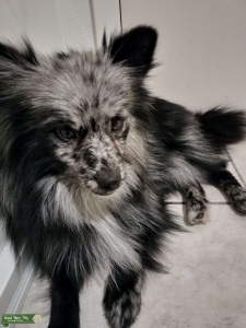 Pomeranian stud Listing Image