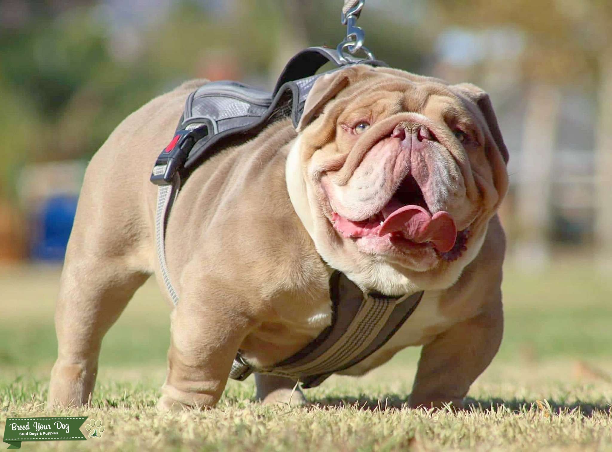 AKC English Bulldog Stud Dog Moreno Valley Breed Your Dog