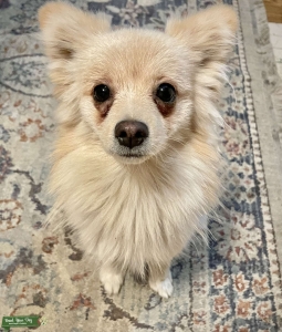 Looking to breed Pomeranian  Listing Image