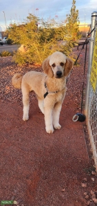 F1 Goldendoodle for Stud - Standard Size Listing Image