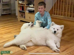 Pure Breed Samoyed Male 1 year old Listing Image