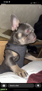 Blue/tan French Bulldog Merle bloodline  Listing Image