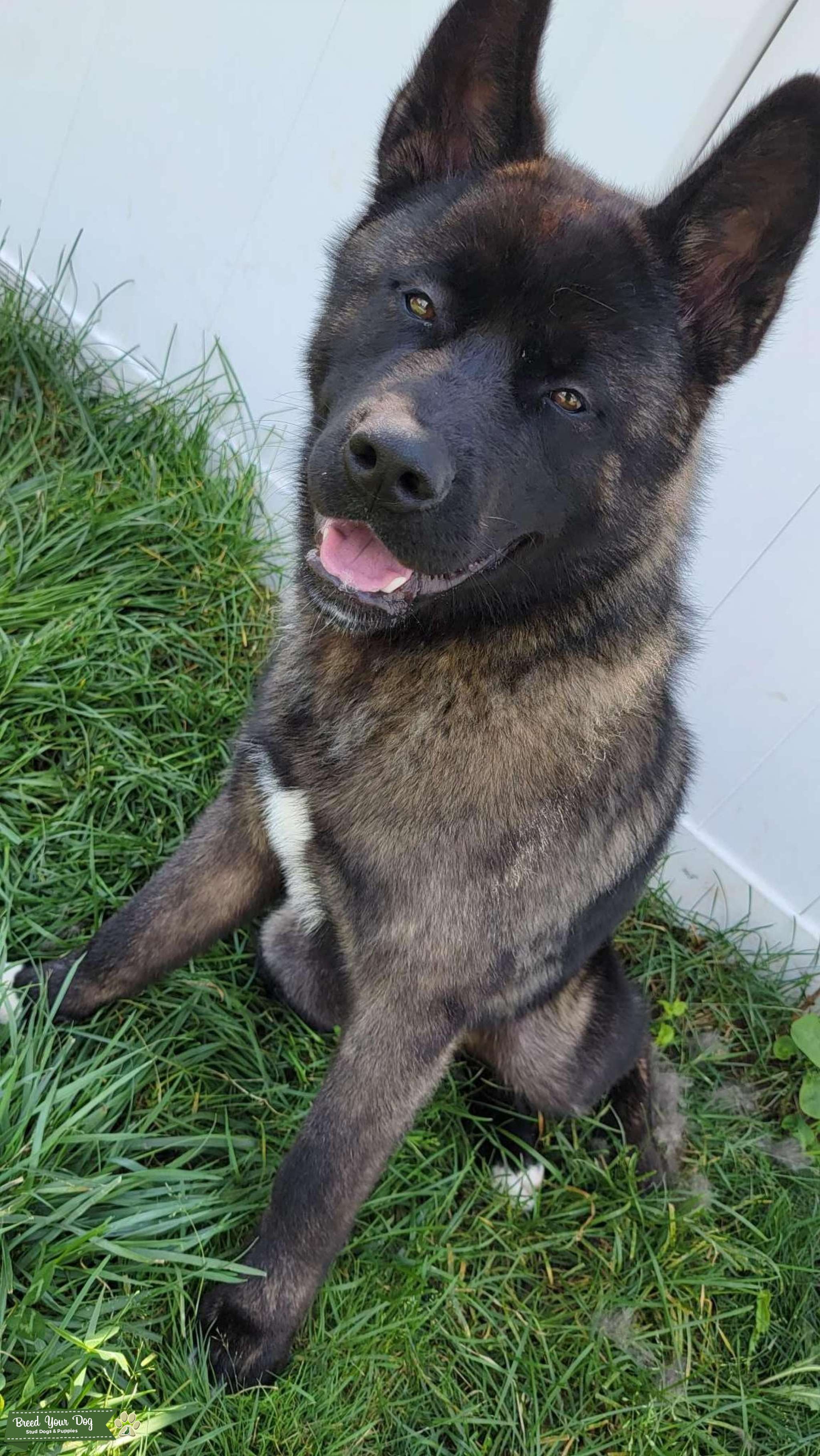 American Akita Stud Dog in Washington , the United States Breed