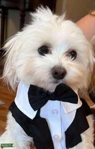 Maltese Stud Available  Listing Image