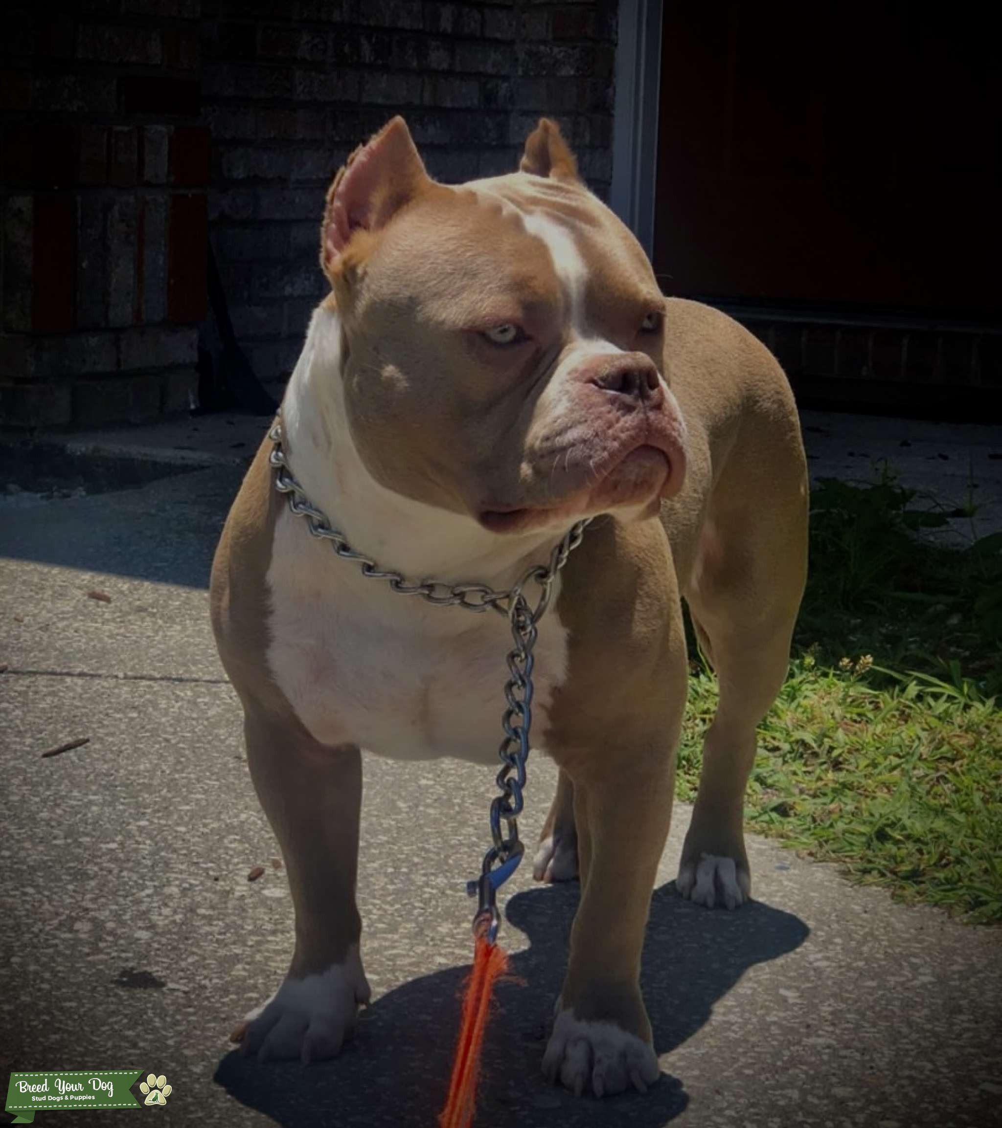 Pocket Bully Stud service Stud Dog in Deltona, Florida, Australia