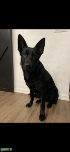 German Shepherd Stud Dog Listing Image