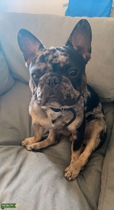 Stud service merle Listing Image