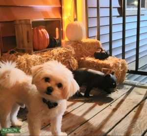 Pomeranian/havanese stud service Listing Image