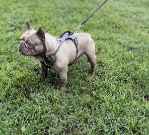 Isabella Frenchie  Listing Image