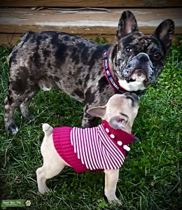 BLUE MERLE TRI-FRENCH BULLDOG STUD  Listing Image