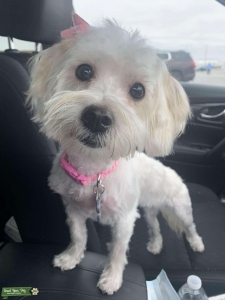White Maltese mix Listing Image