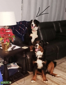 Almost 4 year old Willing Female Listing Image