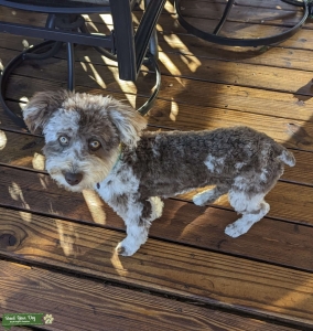 Mini Aussiedoodle stud  Listing Image
