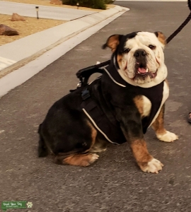 TriColor Lilac Carrier English Bulldog OFFER $500 first 3 Listing Image