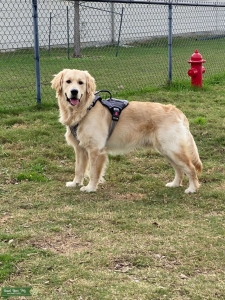 Looking to Mate my male golden retriever Listing Image