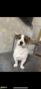 Dog stud Listing Image