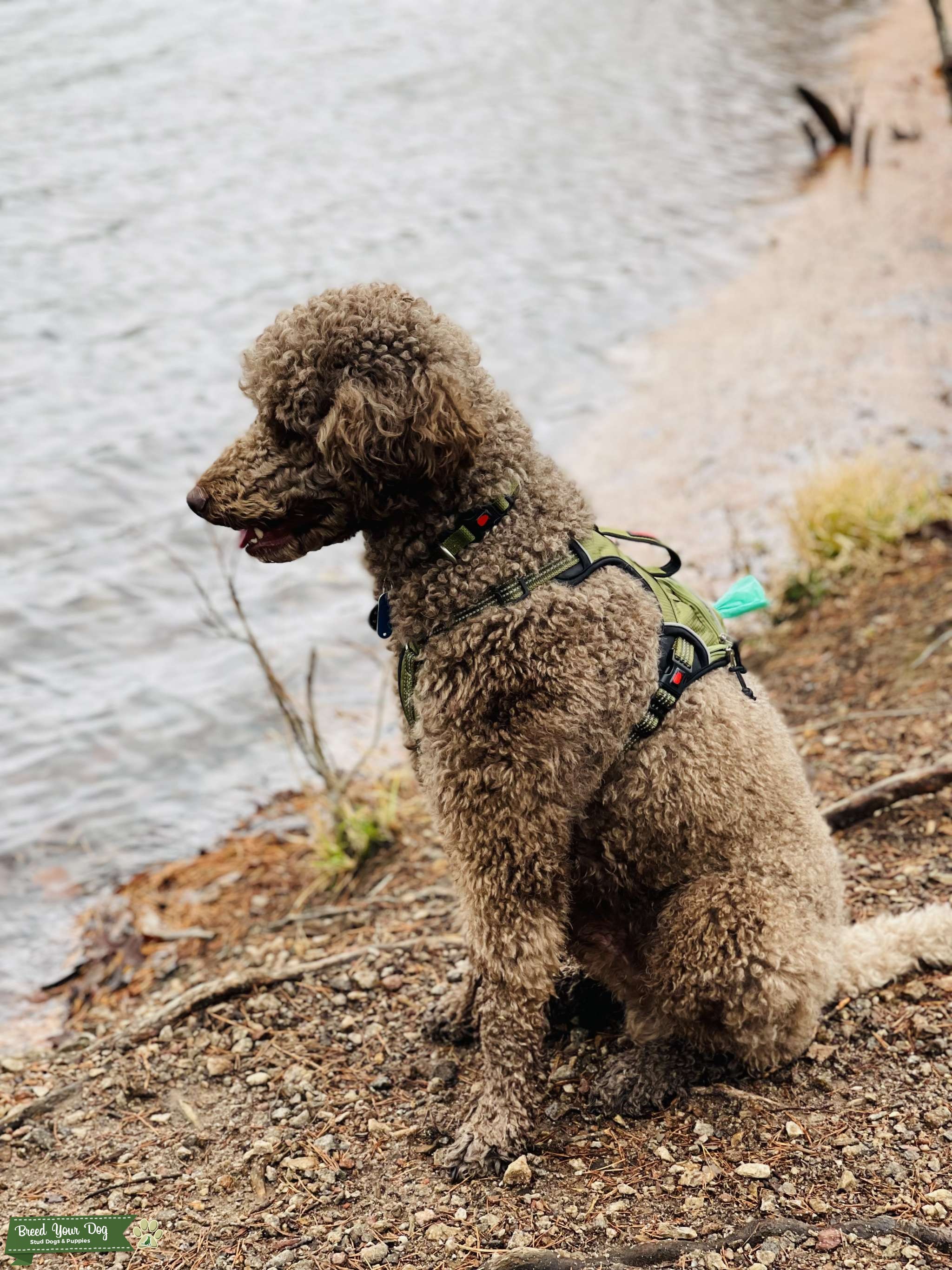 Stud with one litter of nine puppies previously Stud Dog in Upstate , the United States