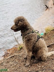 Stud with one litter of nine puppies previously Listing Image