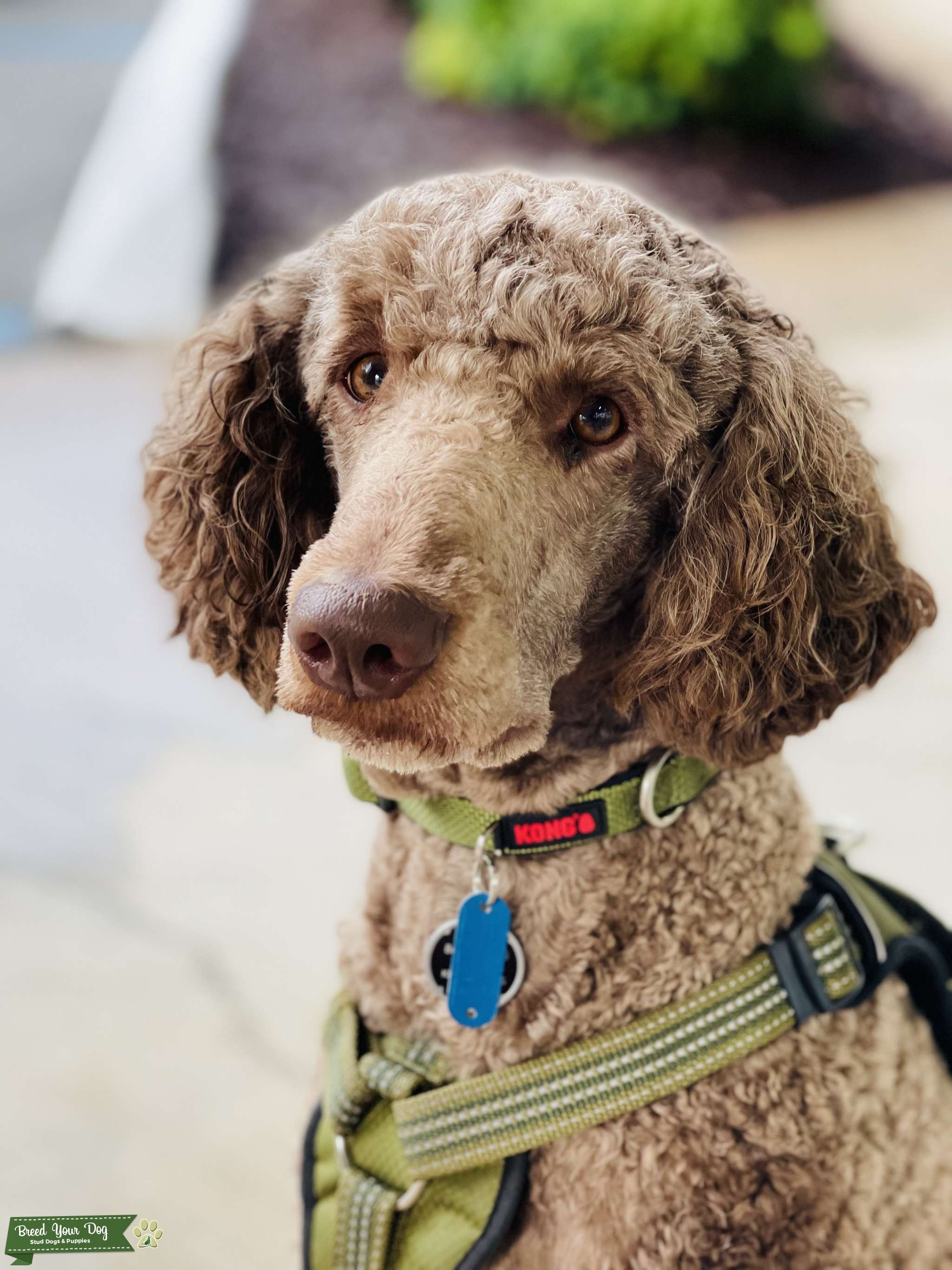 Stud with one litter of nine puppies previously Stud Dog in Upstate , the United States