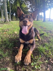 Australian Kelpie stud Listing Image