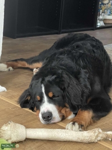 Bernese mountain dog  Listing Image