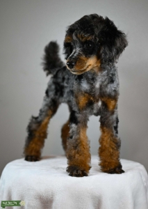Kragt's Little Rockin' Nash Listing Image
