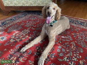 Apricot Standard Poodle for Stud Listing Image