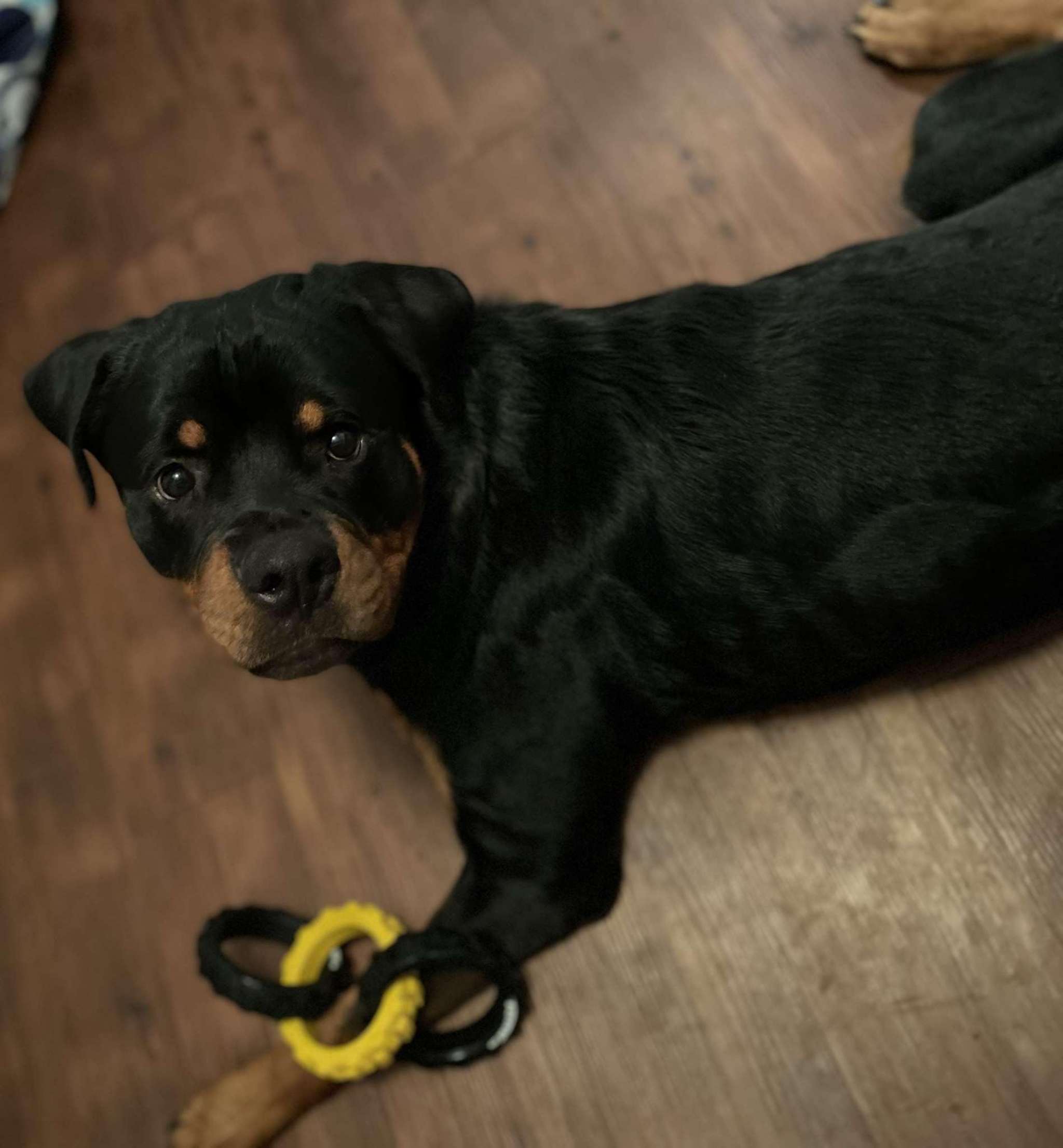Black/Tan Stud Dog in Michigan , the United States Breed Your Dog