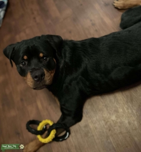 Black/Tan  Listing Image