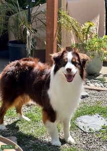 Red Tri Miniature Australian Shepherd Listing Image