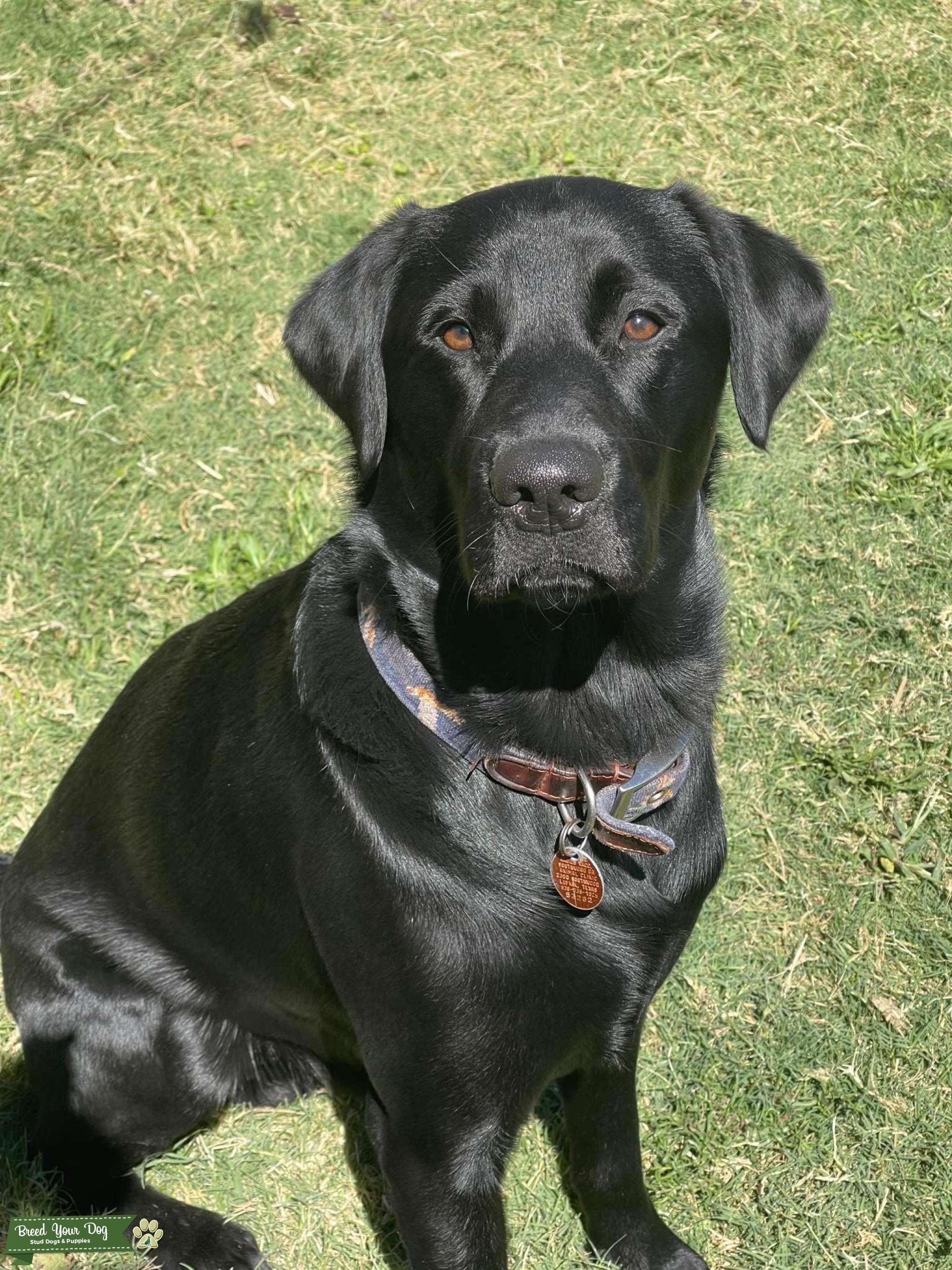 Black Lab Stud Stud Dog in Texas , United States Breed Your Dog