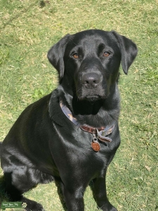 Black Lab Stud  Listing Image