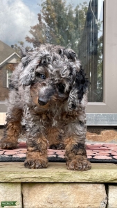 Poodle stud  Listing Image