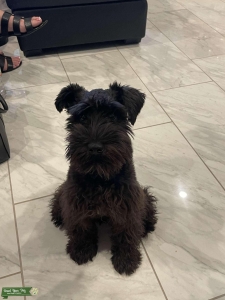 Black mini schnauzer. Listing Image