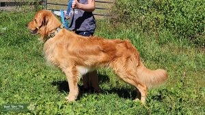 AKC Golden Retriever  Listing Image