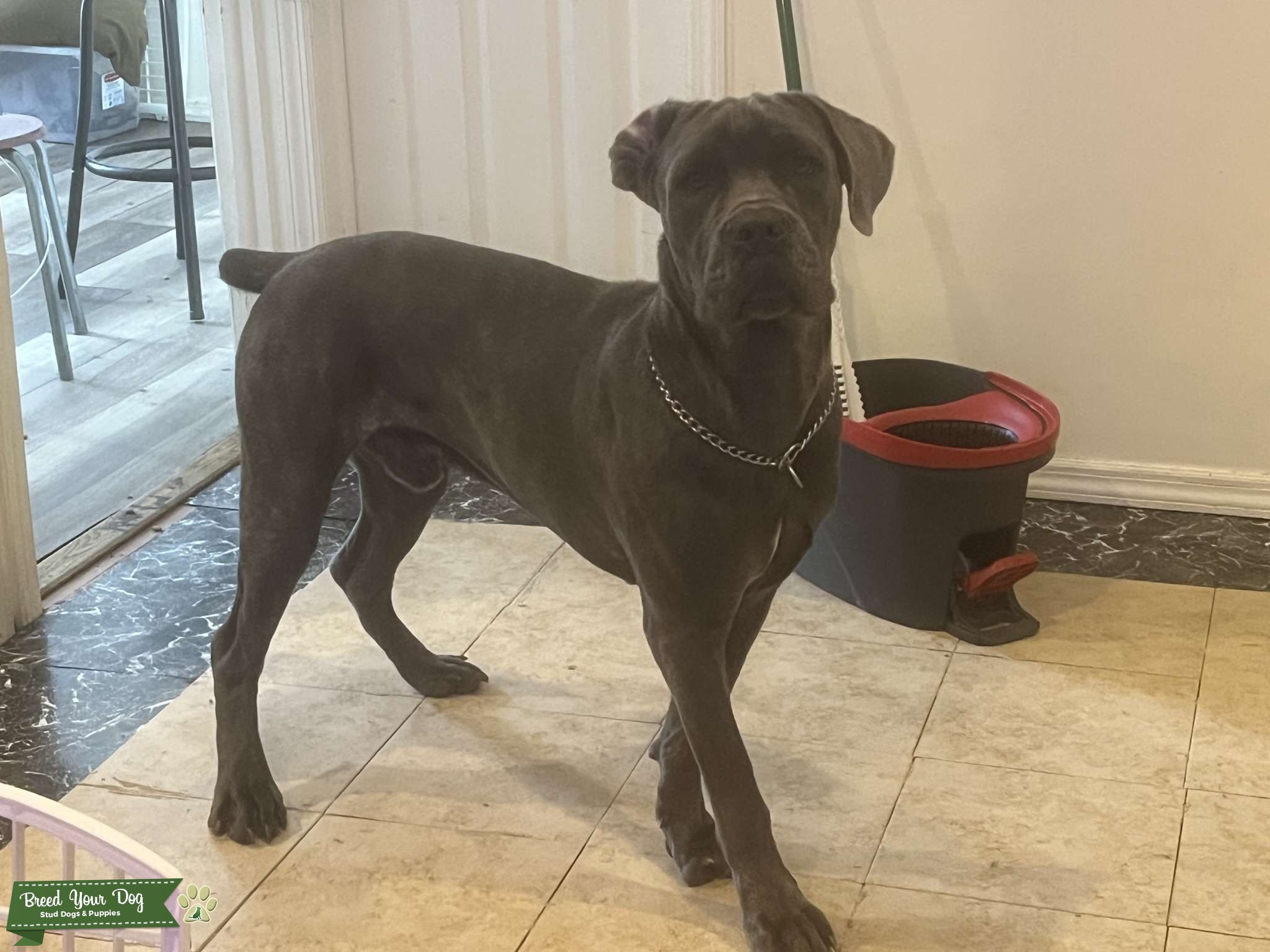 Cane Corso Stud Dog USA Breed Your Dog