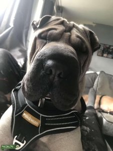 Handsome Shar pei proven stud Listing Image