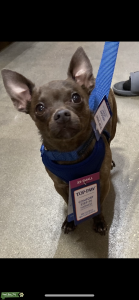 Chocolate tea cup chihuahua apple head stud, 3 years old, needs a girlfriend Listing Image
