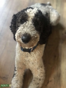 Standard Poodle  Listing Image