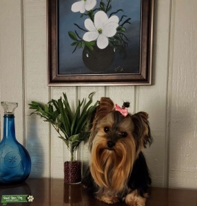 3lb CKC Yorkshire Terrier Female  Listing Image